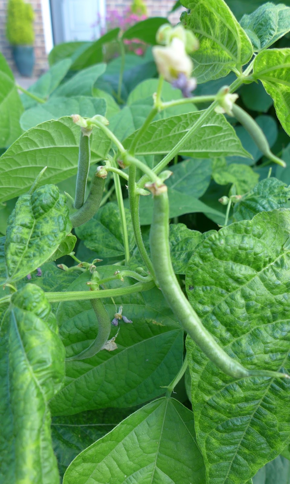 Basicallyitsgrowing Dwarf beans productive and tasty, the perfect bean!