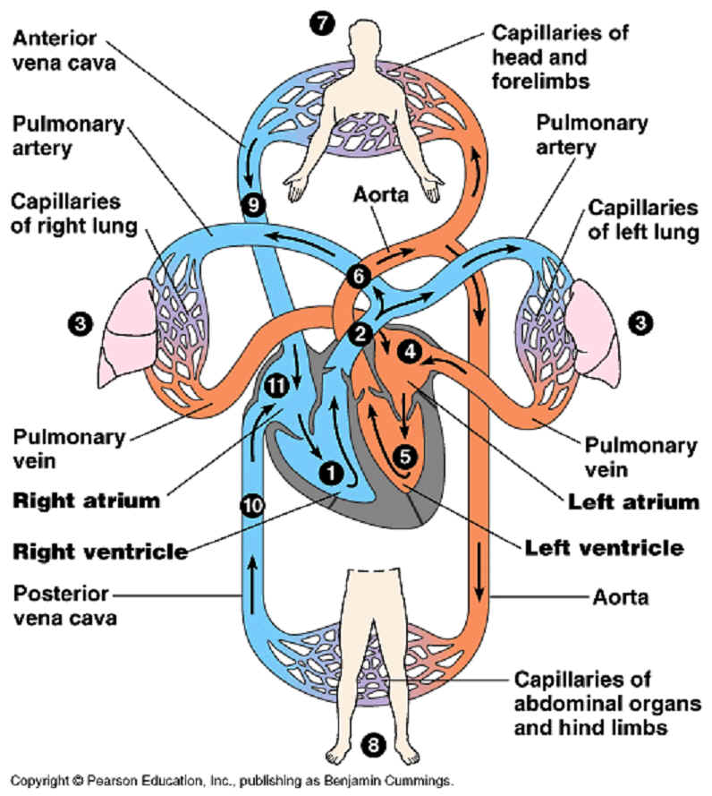 Science: CIRCULATORY SYSTEM