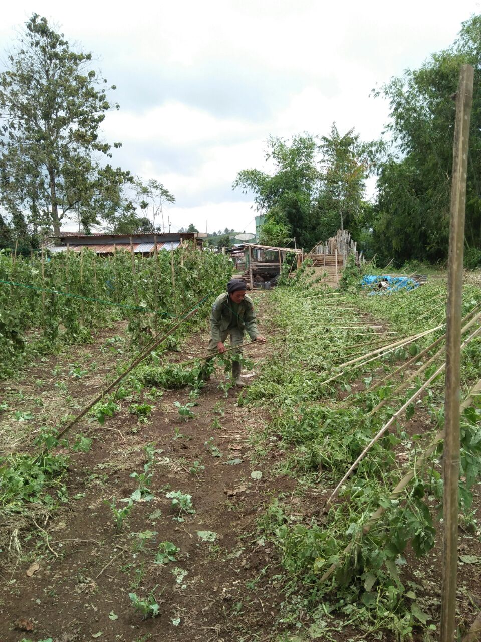 Warga menunjukkan tanamannya yang rusak akibat terkena hujan es. Warga menunjukkan tanamannya yang rusak akibat terkena hujan es.