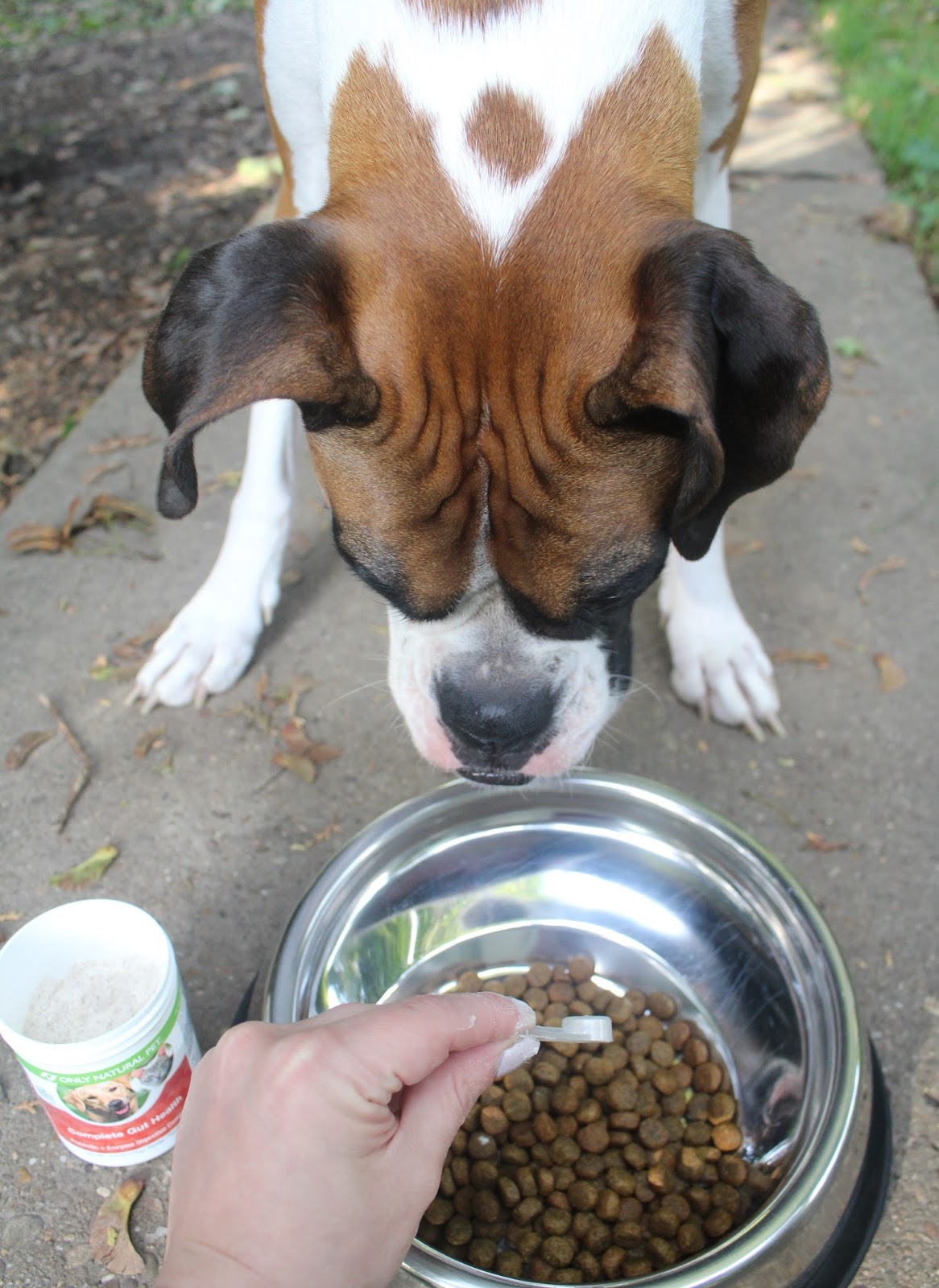 Dog Madness Give Your Dog Complete Digestive Care Holistically