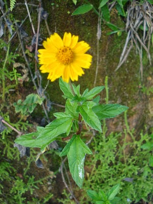 Terra Nostra: VEDELIA - Wedelia trilobata