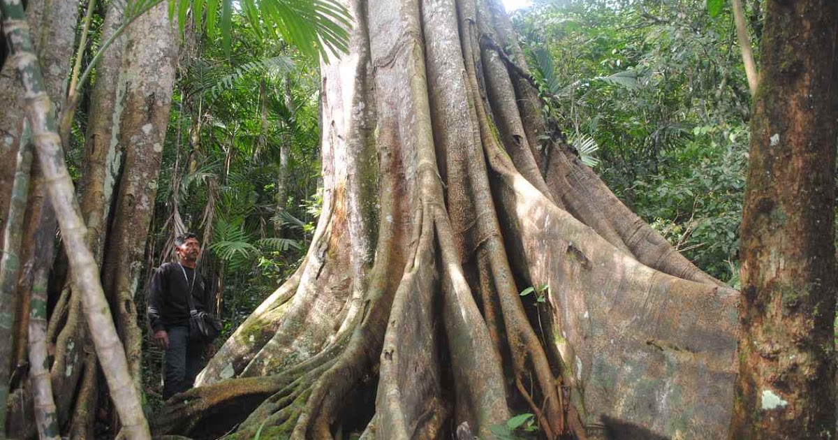 POHON KONCANGAN RAKSASA DI HUTAN MUNCAR WONOGIRI