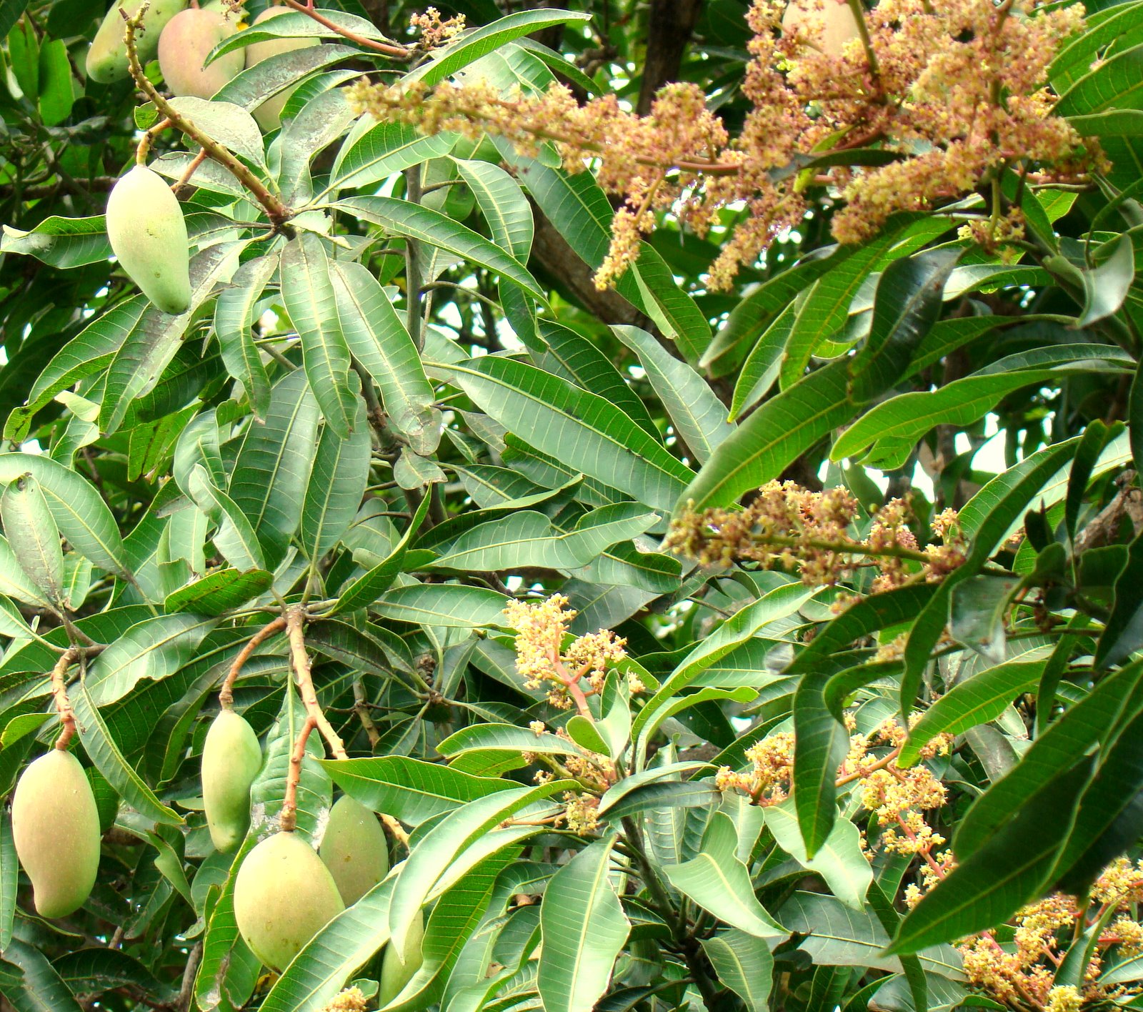DiscoverSriLanka MANGO SEASON