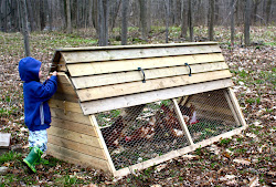 backyard chicken chickens coop coops simple easy build frame houses cage meat journey backyards under hens wordless wednesday garden danny