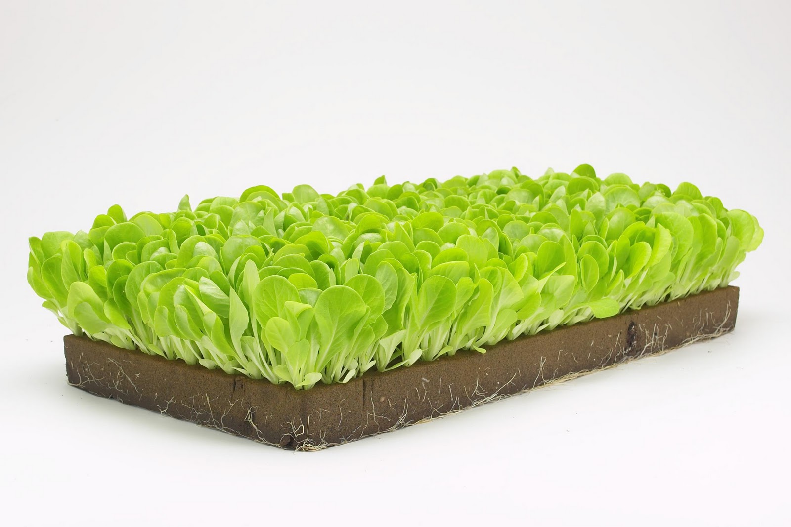 агровата для микрозелени. субстраты для выращивания микрозелени. микрозелень на кокосовом субстрате. семена микрозелень гидропоника. микрозелень без земли.