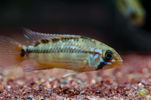 Apistogramma ortegai(pebas x papagei)