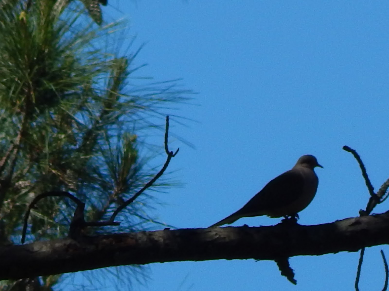 Central Louisiana Birding & Wildlife Kisatchie National Forest