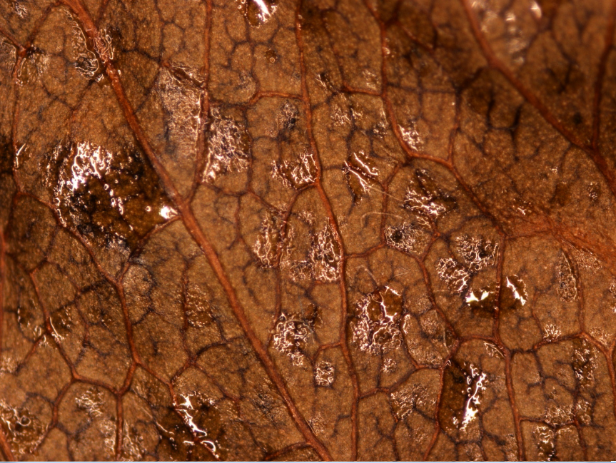 University of Illinois Plant Clinic Identification of fire blight on