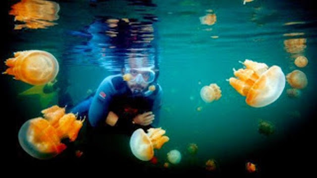 Tempat Wisata Indonesia Ini Jadi Incaran Para Traveller ubur-ubur ramah di danau pulau kakaban