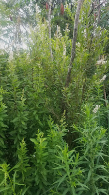 Future Plants By Randy Stewart Spirea