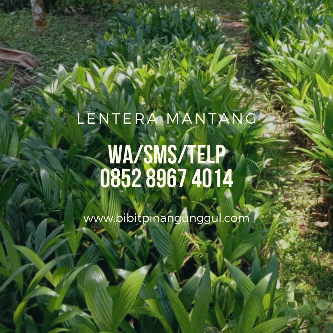 BERKUALITAS !!! 0852 8967 4014 Jual Bibit Pinang Unggul BERKUALITAS !!! 0852 8967 4014 Jual Bibit Pinang Unggul