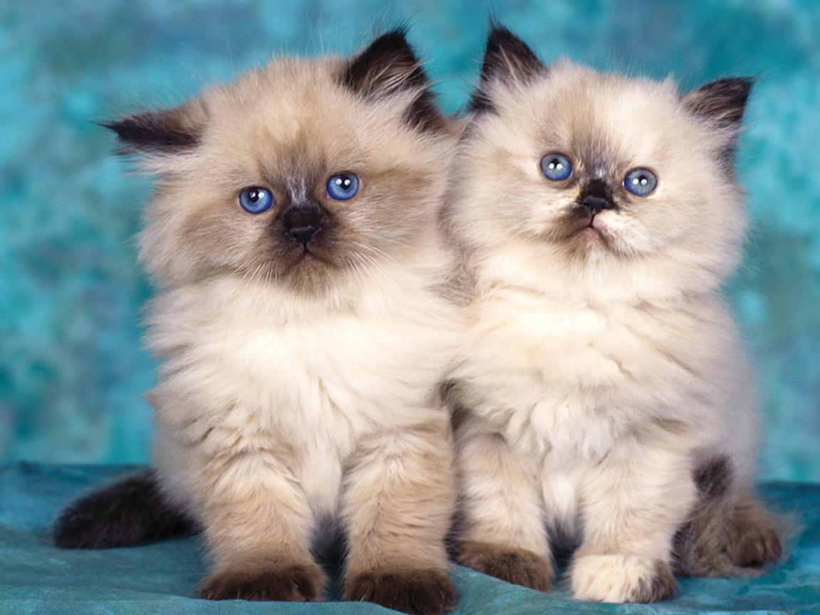 Gambar Himalayan Cat