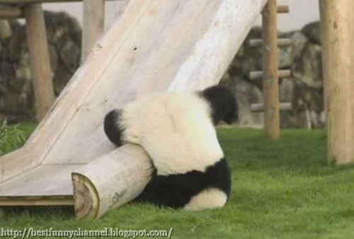 Funny panda.