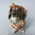 6 Ways You Can Make Money Working With Dogs