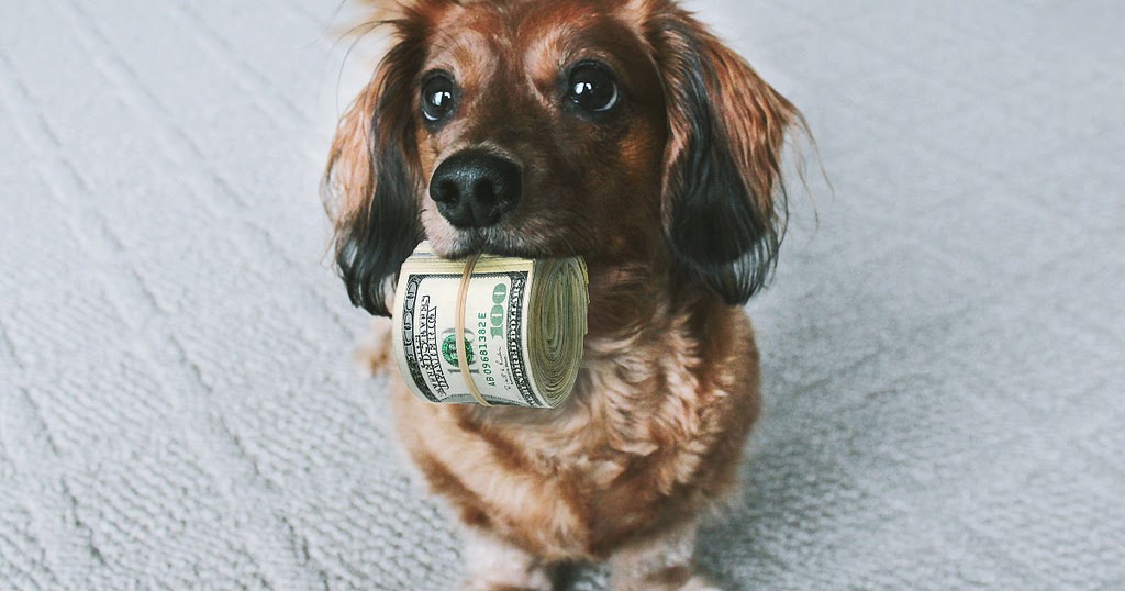 6 Ways You Can Make Money Working With Dogs Doglopedix