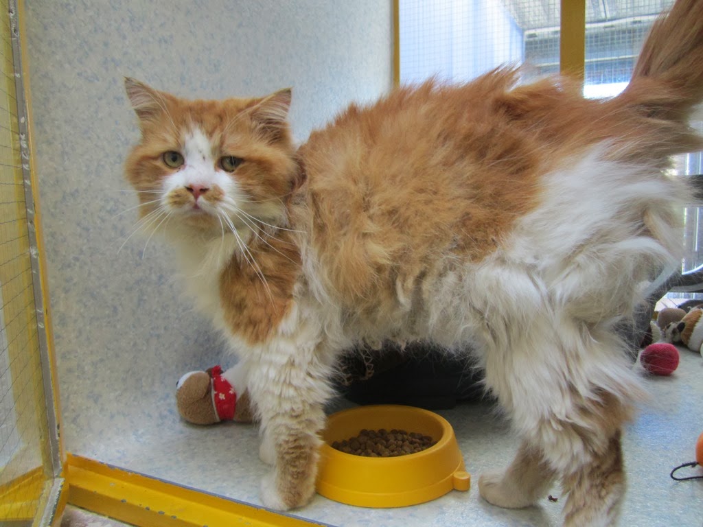 Cats Protection Exeter Axhayes Adoption Centre The Life of Brian... at Axhayes