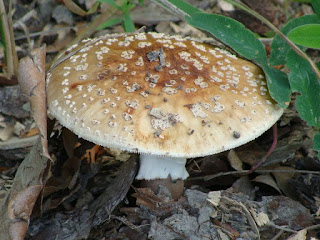 Amanita rubescens DSC44068