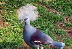 Burung Dara Mahkota Si Cantik Bermahkota Burung Dara Mahkota Si