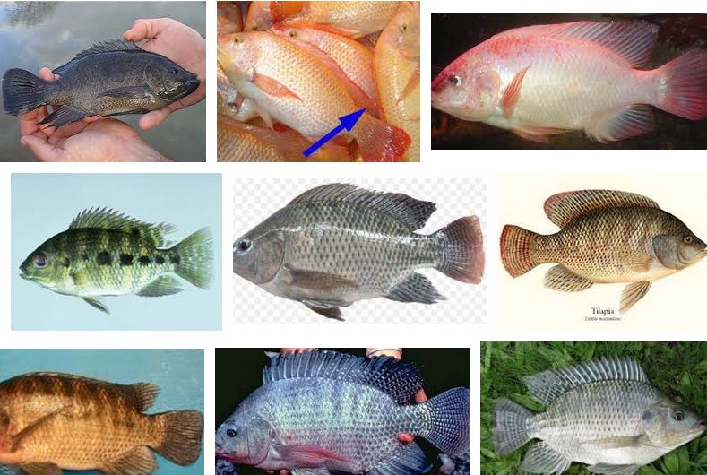Koleksi Cemerlang 22 Gambar Ikan Nila  Dan Bagiannya