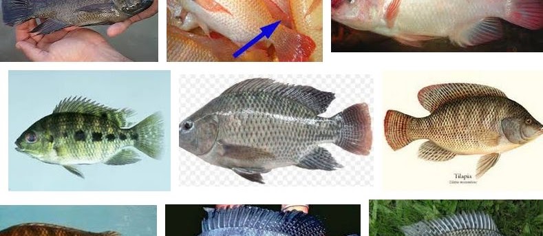 Jenis Ikan Nila Paling Unggul? Lihat Gambarnya Berikut Ini