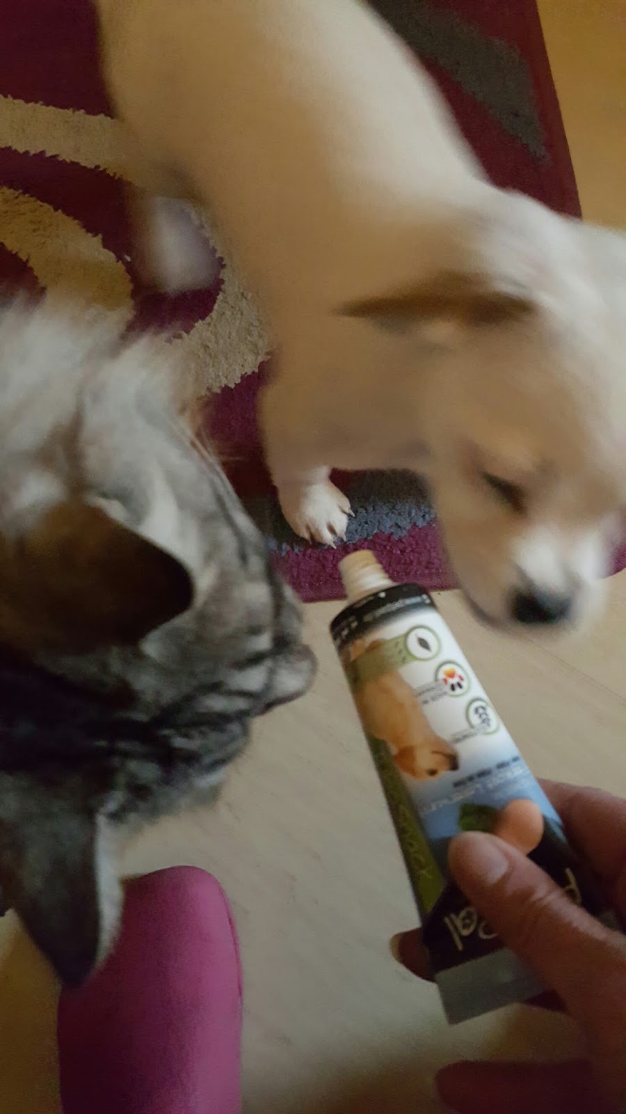 Mona�s Blog Hunde Leberwurst Tube Leckerli »TuboSnack« von PetPäl
