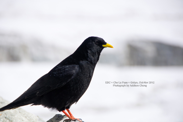 Yellow Bill Chough Yellow Bill Chough