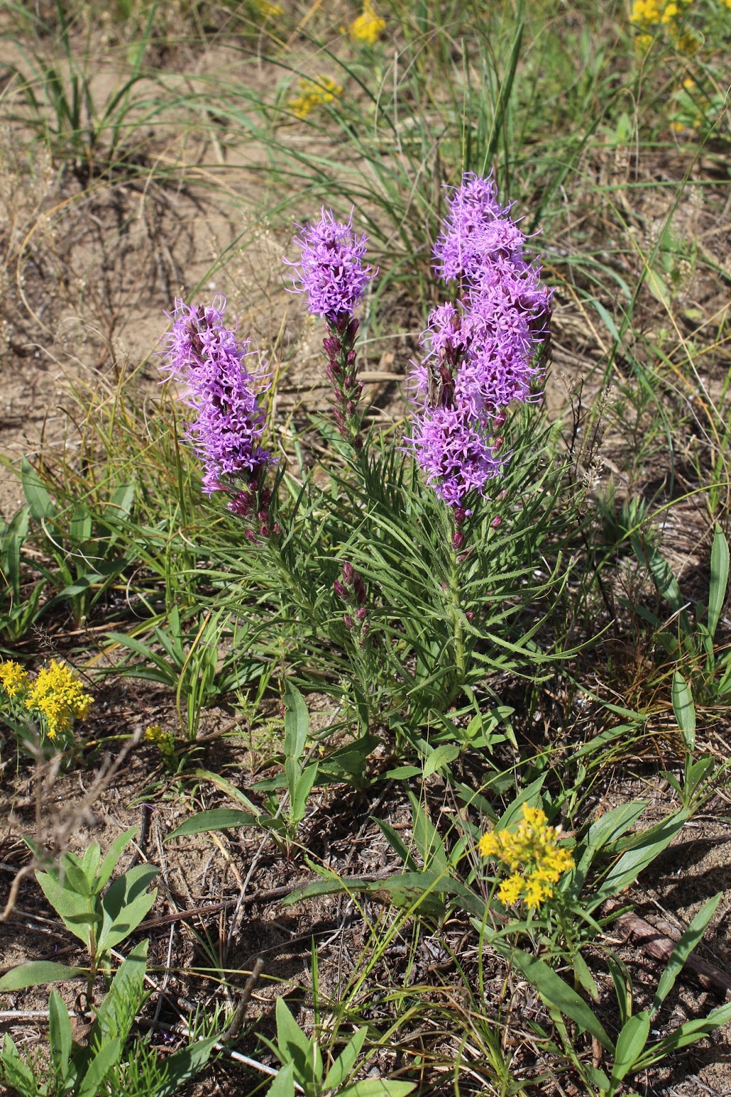 MANITOBA GARDENS Manitoba Wild Flowers
