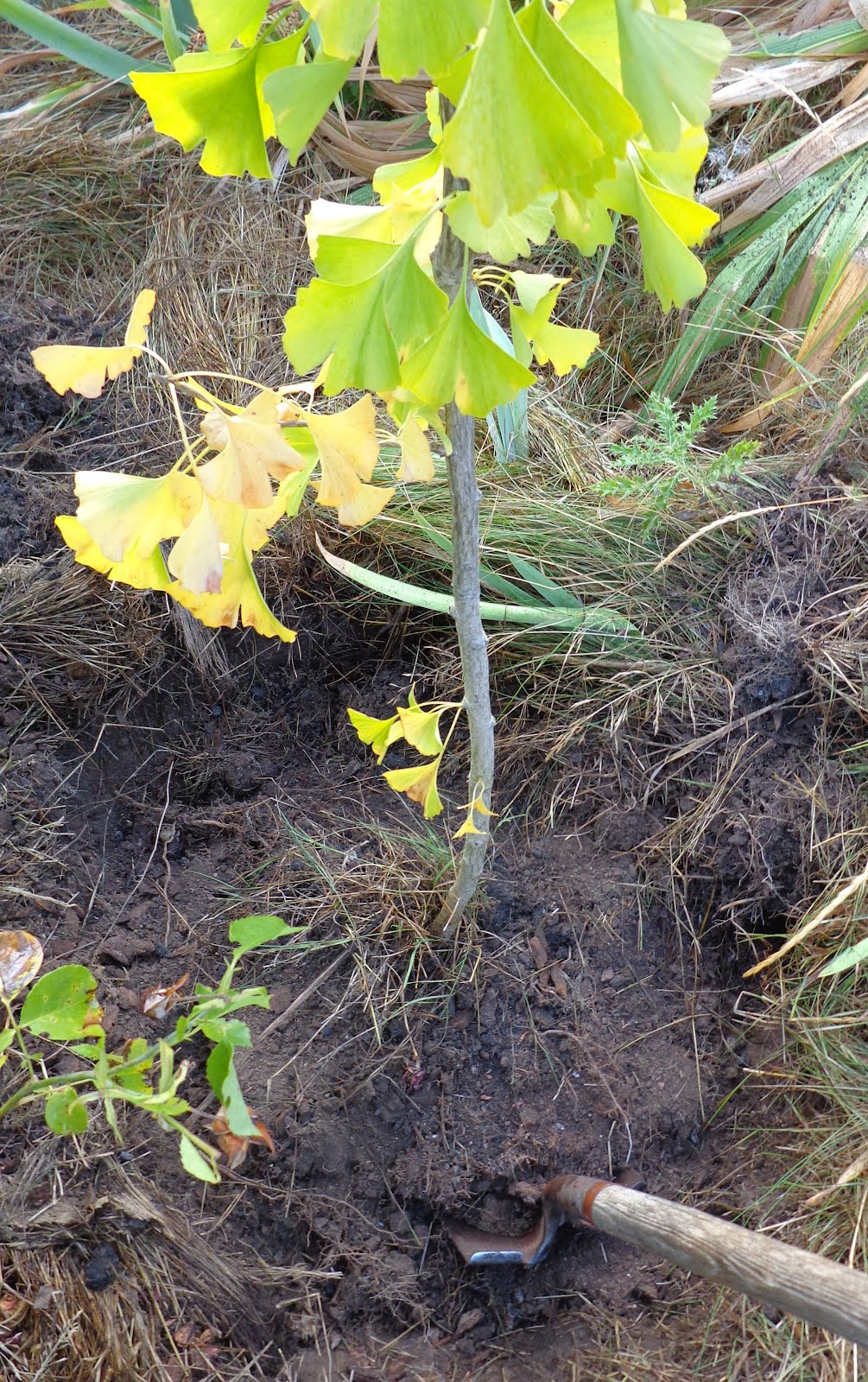 Daniel's Pacific NW Garden Transplanting a SeedGrown Ginkgo Tree