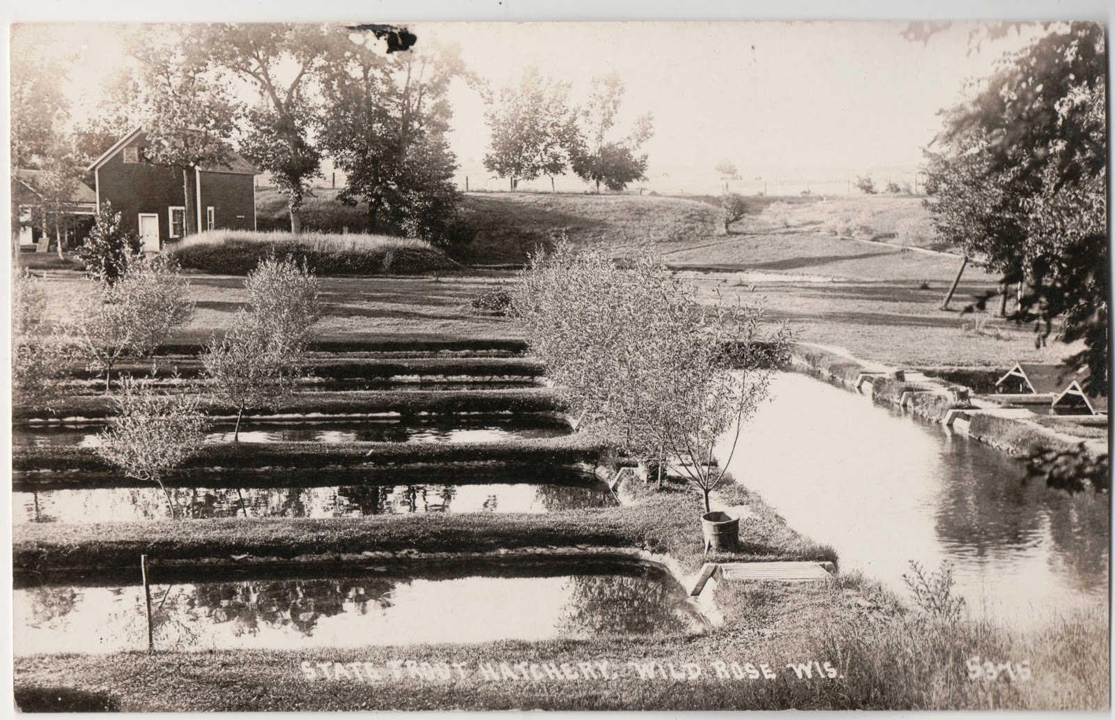 Pieces of Wild Rose, WI Area Genealogy and My Own Ponds at the Fish