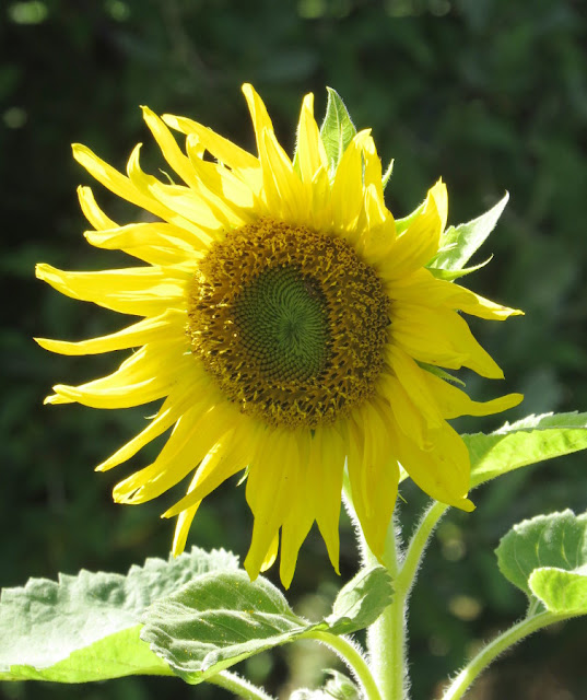 Neuer Gartentraum Page 20 Chan 6097002 Rssing Com