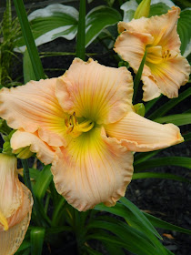 Hemerocallis Fairy Tale Pink daylily by garden muses-not another Toronto gardening blog