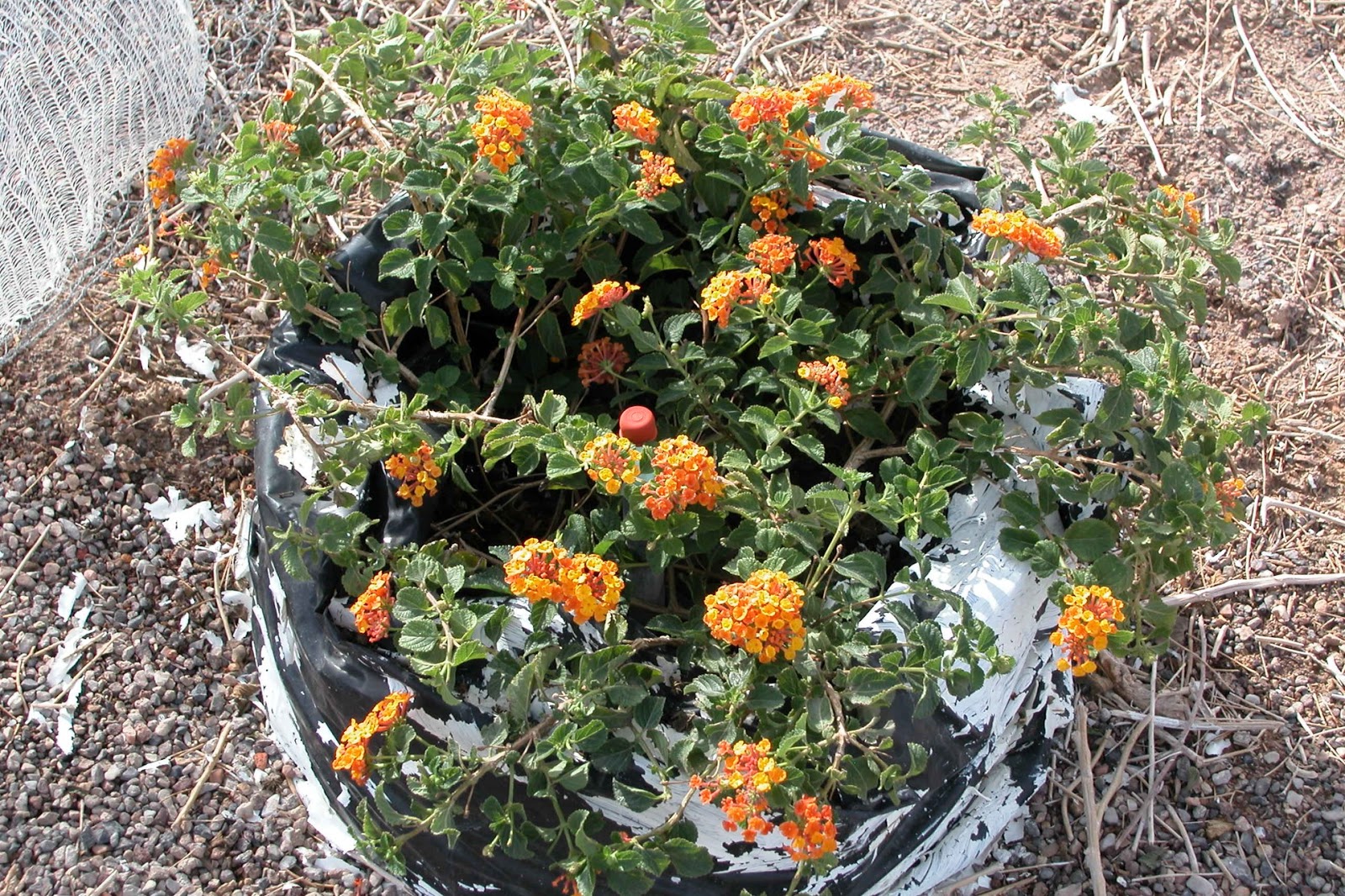 Xtremehorticulture of the Desert Prune Lantana and Star Jasmine at