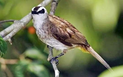 Download Bunyi Burung Trucukan Mp3 Gacor Ngerol Ropel Durasi Panjang