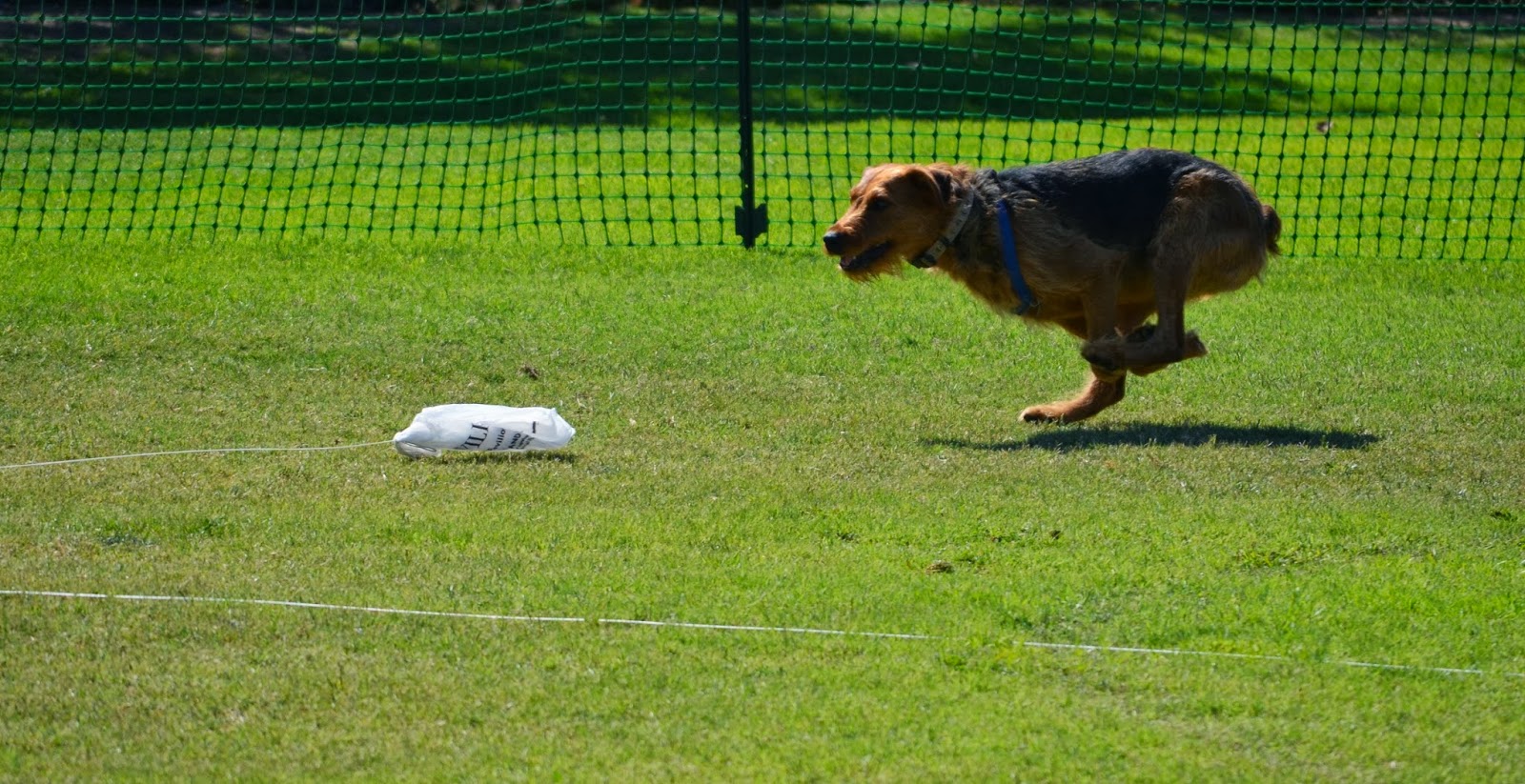 D.P.O.C. DOG CLUB GIVING CHASE...October 2013