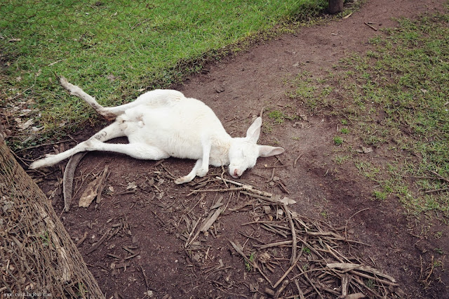 Caversham Wildlife Park Australia Perth