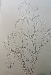 watercolor drawing flower bearded drawings painting flowers irises sketches iris draw paintings prism purple vs pencil line painted watercolour paper