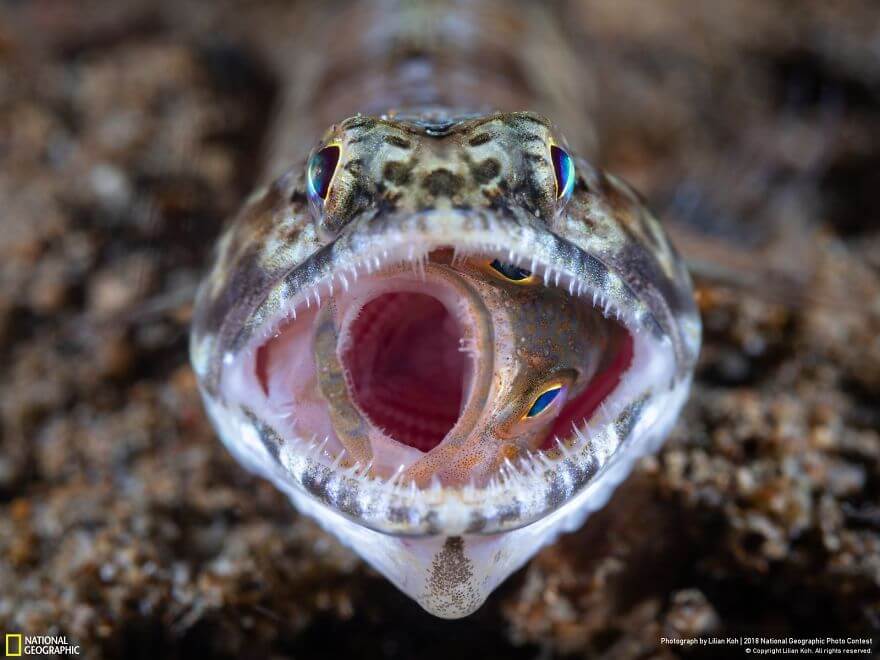 50 Breathtaking Photos Of 2018s National Geographic Photo Contest 