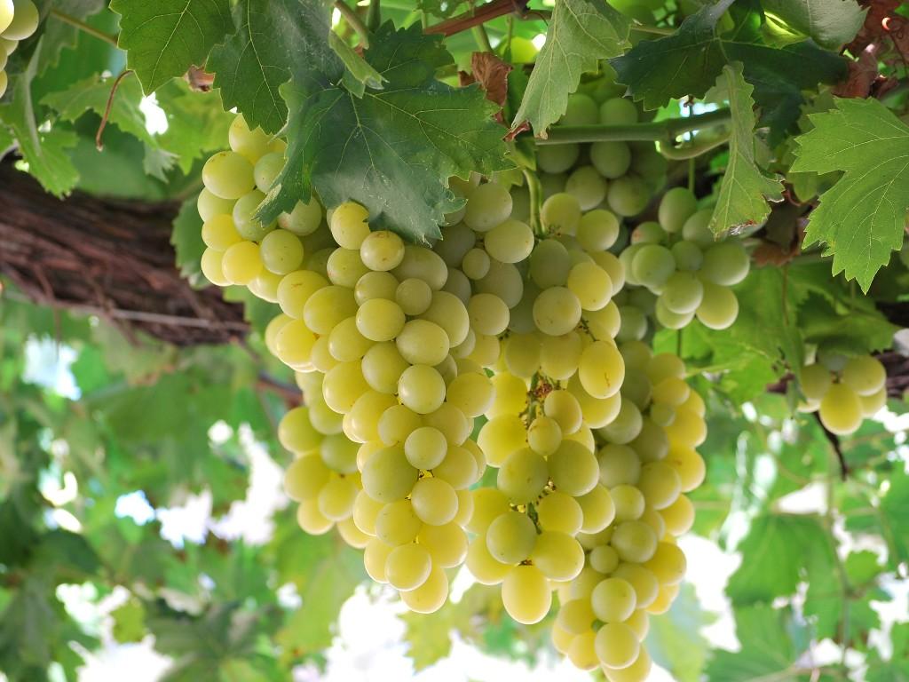 вино италия сорт винограда