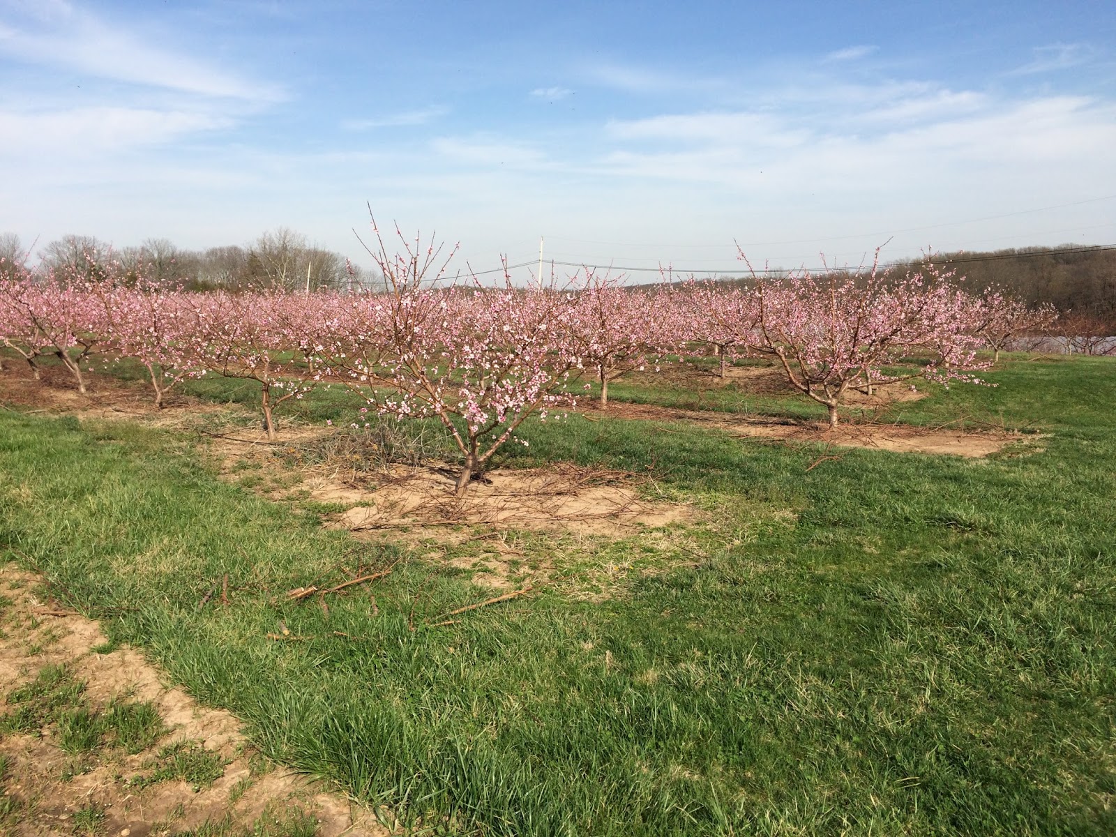 On the farm... Peach Blossoms and planting