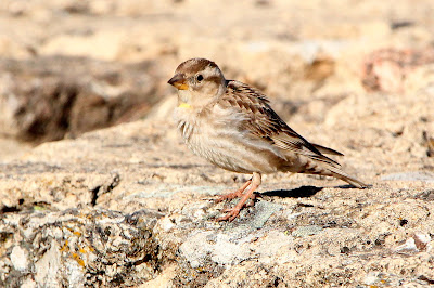 Gorrión chillón (Petronia petronia). Cuando la macha no es clara las marcadas cejas ayudan a identificar a este gorrión de aspecto discreto.