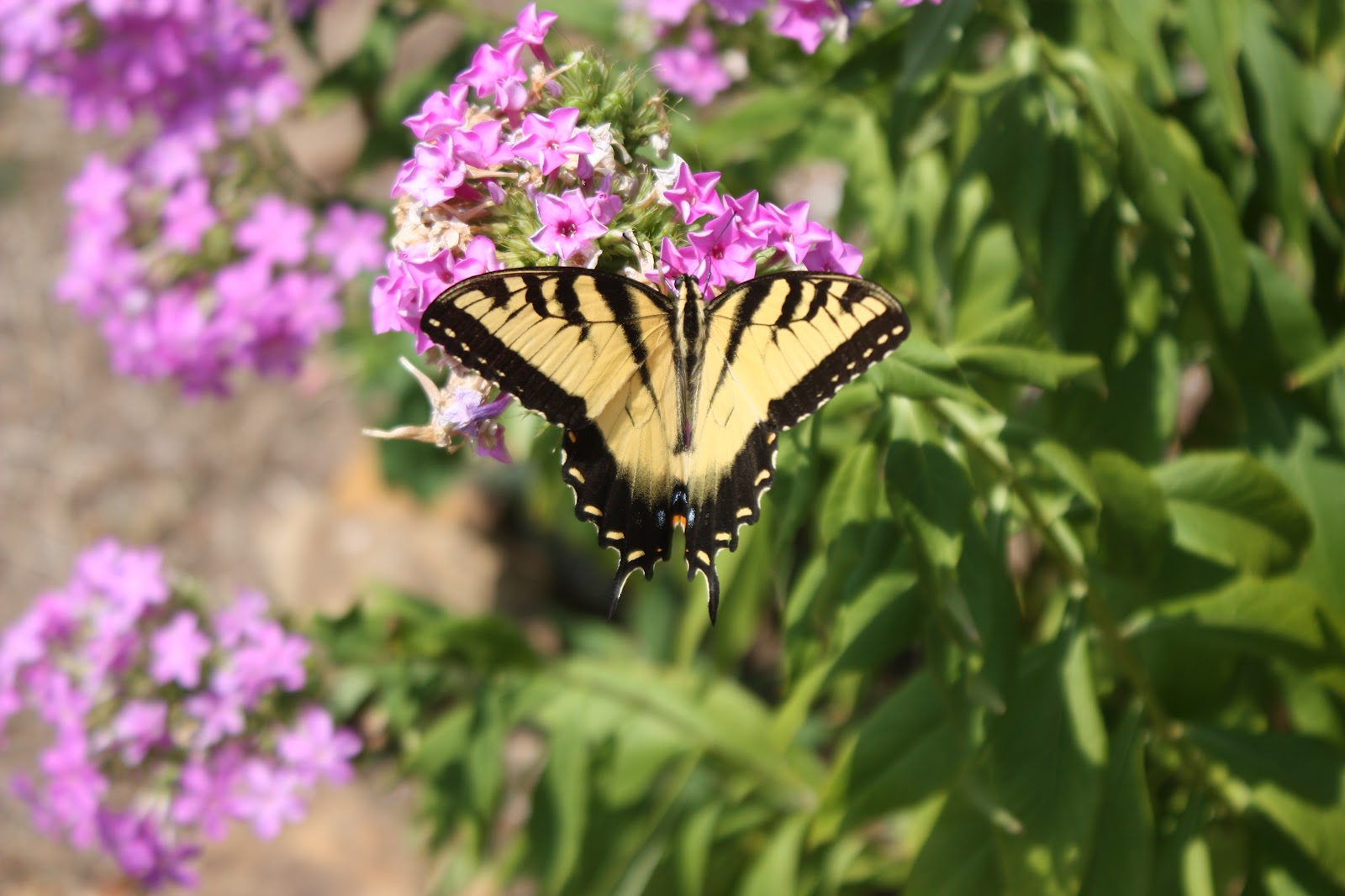 Oldfashioned flowers have the most butterfly nectar