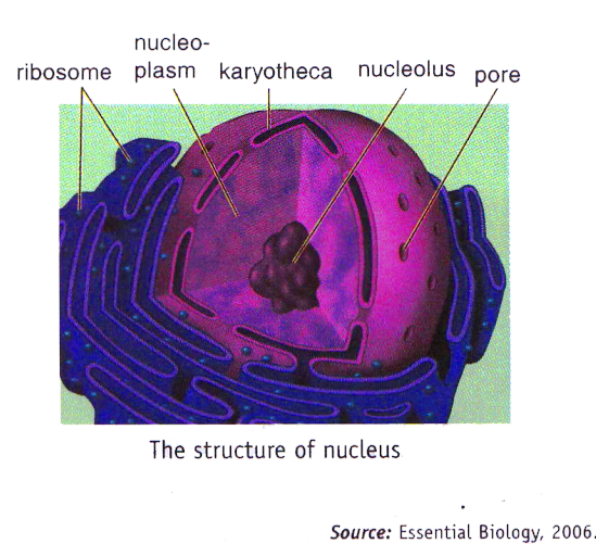 Structure And Function Of Organelle Nucleus ~ New Science Biology