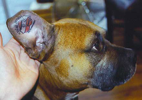 Tattooed Dogs ~ info
