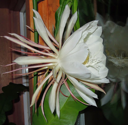 Epiphyllum oxypetalum likes Vermont.