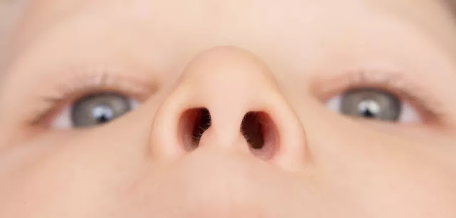nose, nostrils, why human nose have two nostrils, 