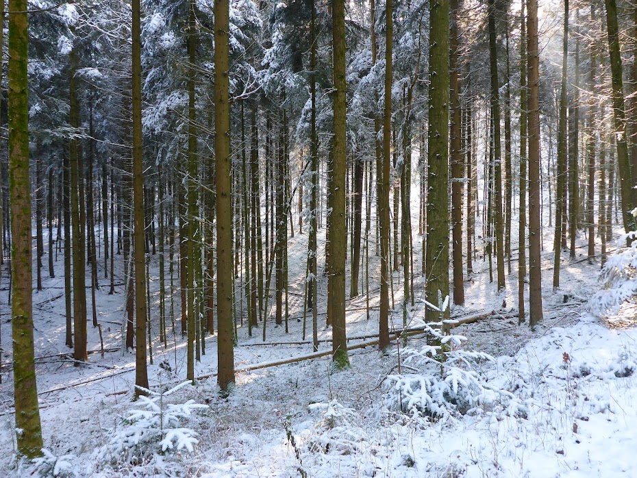 Лес, снег, зима