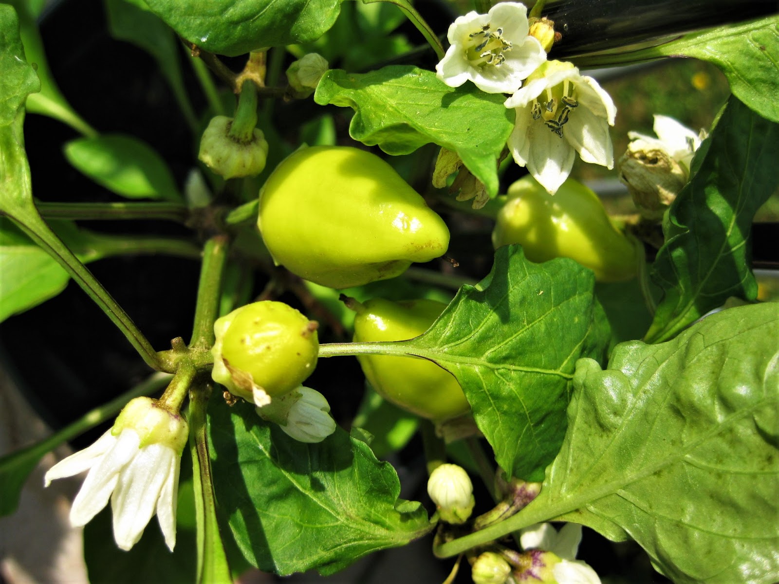 Buddel Im Garten Hola Paprika