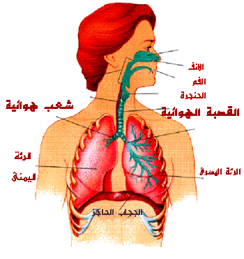 تحدث عملية تبادل الأكسجين و ثاني أكسيد الكربون بين الشعيرات الدموية و الحويصلات الهوائية