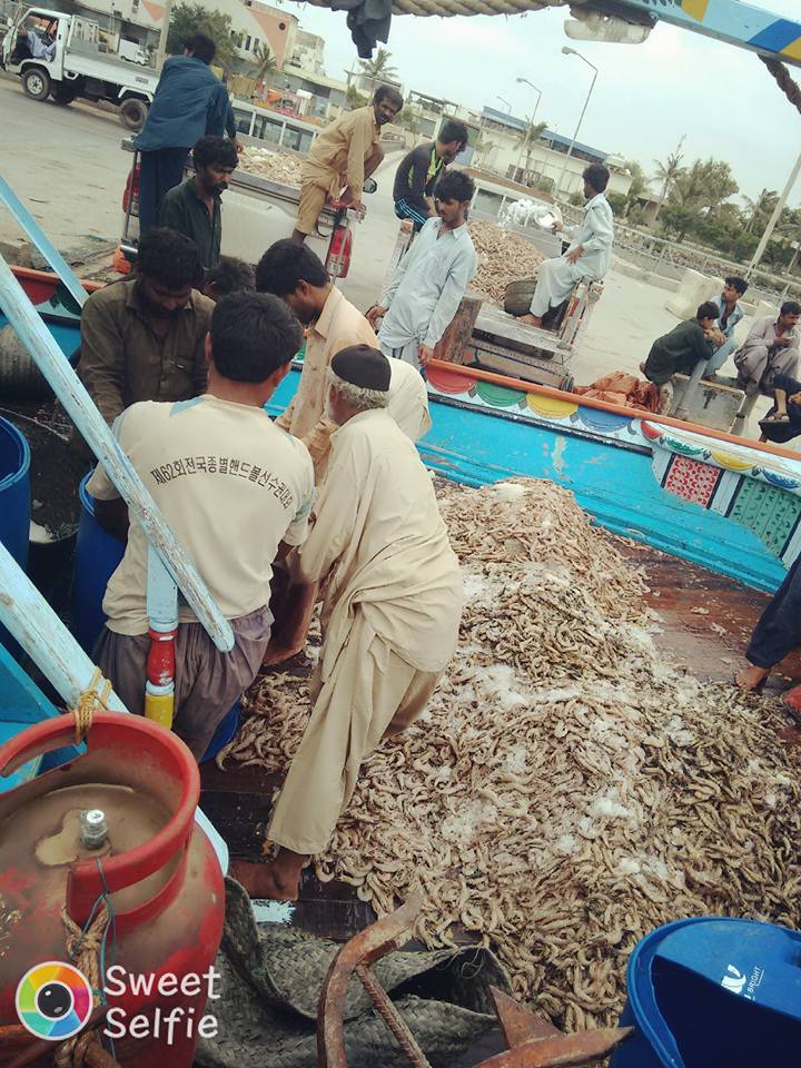 Khan Traders Fishmeal Fishing boats arrival at Karachi’s harbour