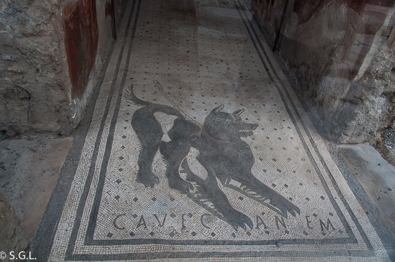 Mosaico perro en Casa poeta Tragico en Pompeya